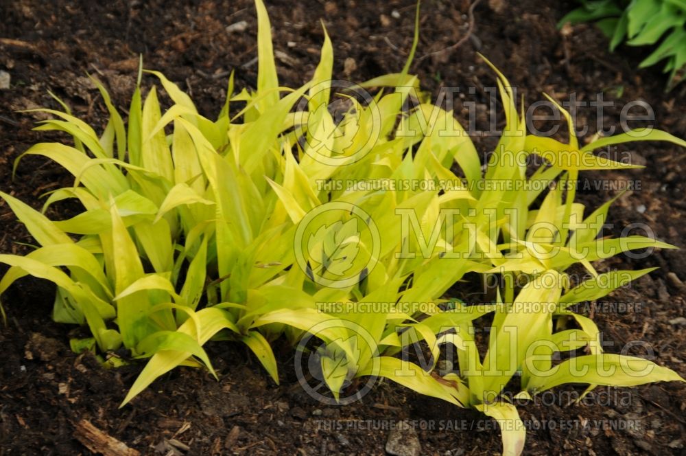 Carex Lemon Zest (Broad-leaved Sedge Ornamental Grass) 1