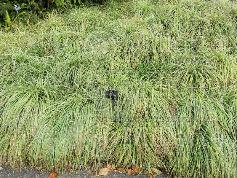 Carex Silver Spectre (New Zealand Hair Sedge Ornamental Grass) 1