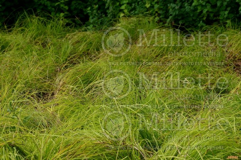 Carex sprengelii (Long Beaked Sedge Ornamental Grass) 1