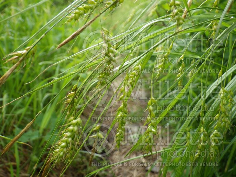 Carex sprengelii (Long Beaked Sedge Ornamental Grass) 4