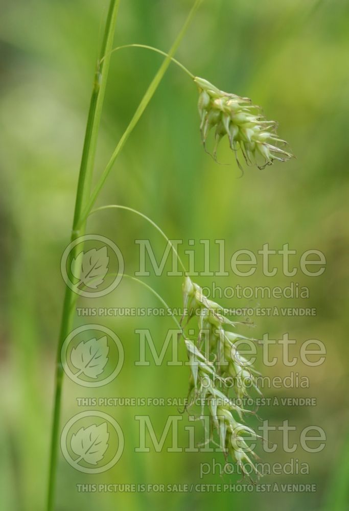 Carex sprengelii (Long Beaked Sedge Ornamental Grass) 5