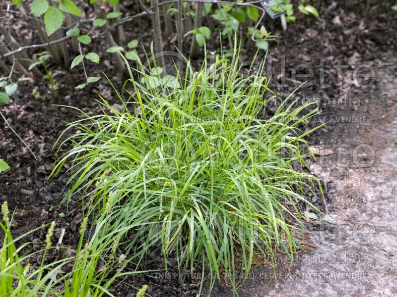 Carex Trimburg (Forest Sedge Ornamental Grass) 1