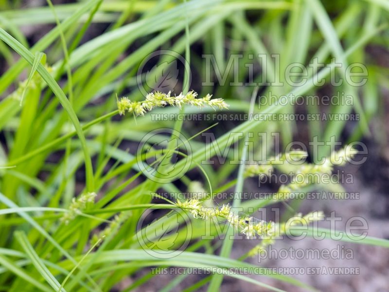 Carex Trimburg (Forest Sedge Ornamental Grass) 2