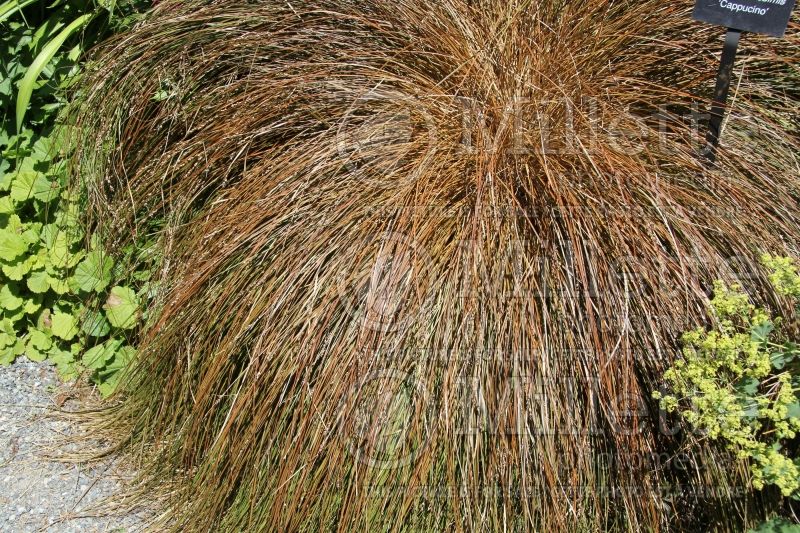 Carex Cappuccino (Forest Sedge Ornamental Grass) 1