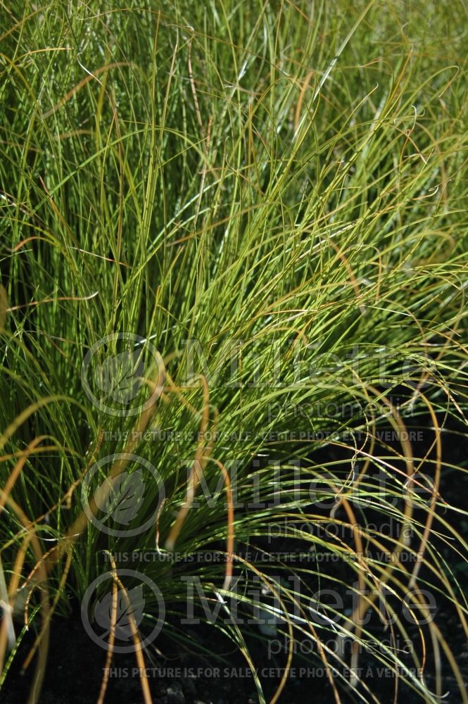 Carex Prairie Fire (Broad-leaved Sedge Ornamental Grass) 2