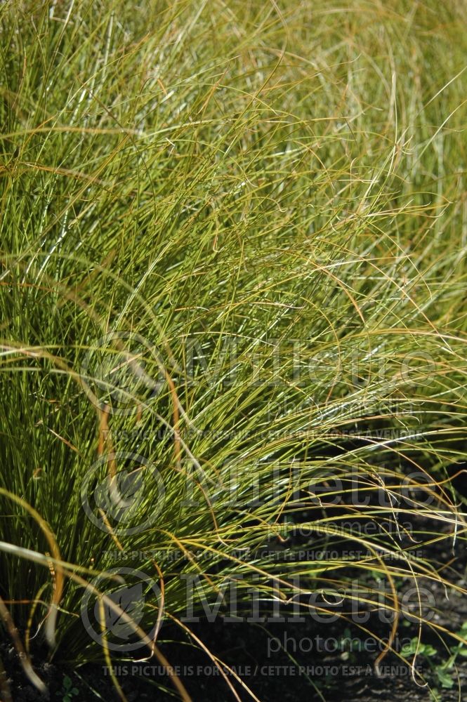 Carex Prairie Fire (Broad-leaved Sedge Ornamental Grass) 1