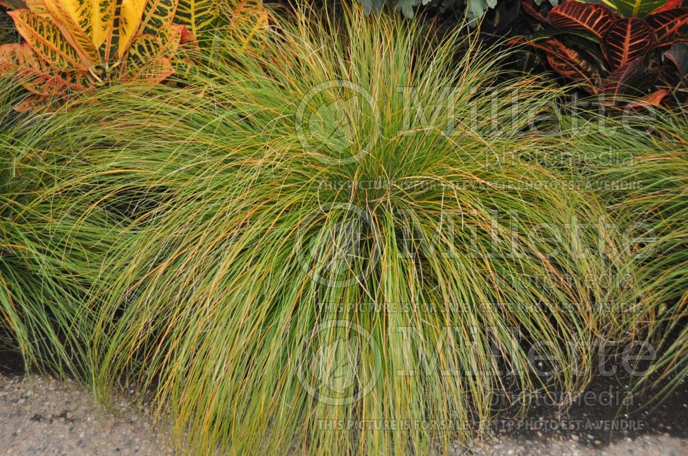 Carex Prairie Fire (Broad-leaved Sedge Ornamental Grass) 3