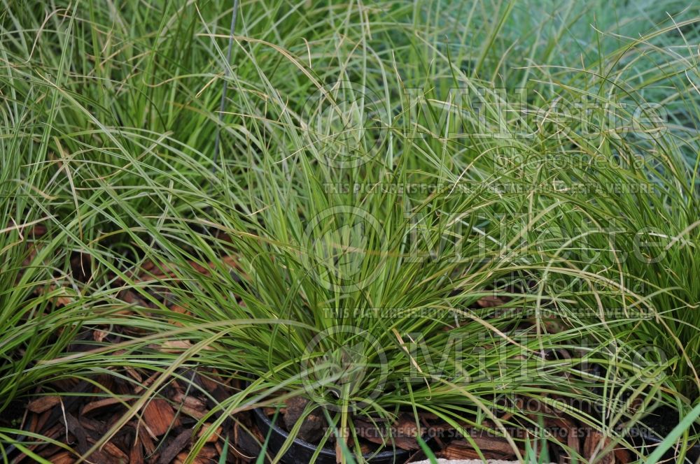 Carex Prairie Fire (Broad-leaved Sedge Ornamental Grass) 4