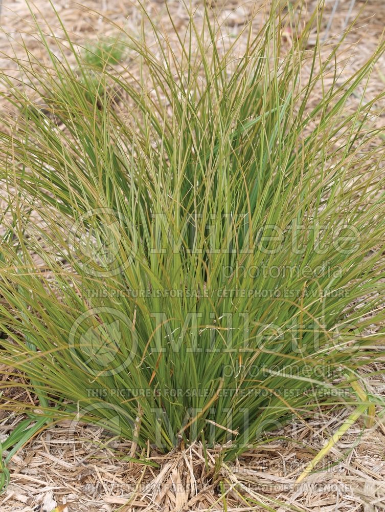 Carex Prairie Fire (Broad-leaved Sedge Ornamental Grass) 8