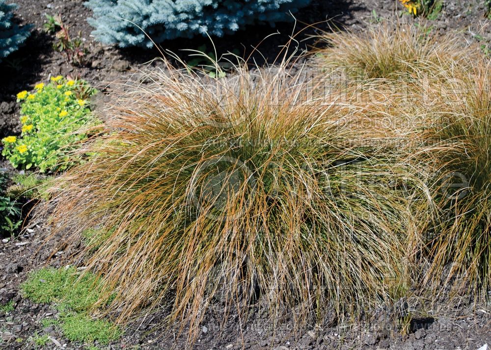 Carex Prairie Fire (Broad-leaved Sedge Ornamental Grass) 6