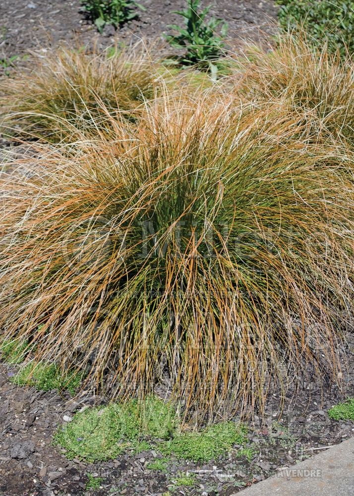Carex Prairie Fire (Broad-leaved Sedge Ornamental Grass) 7