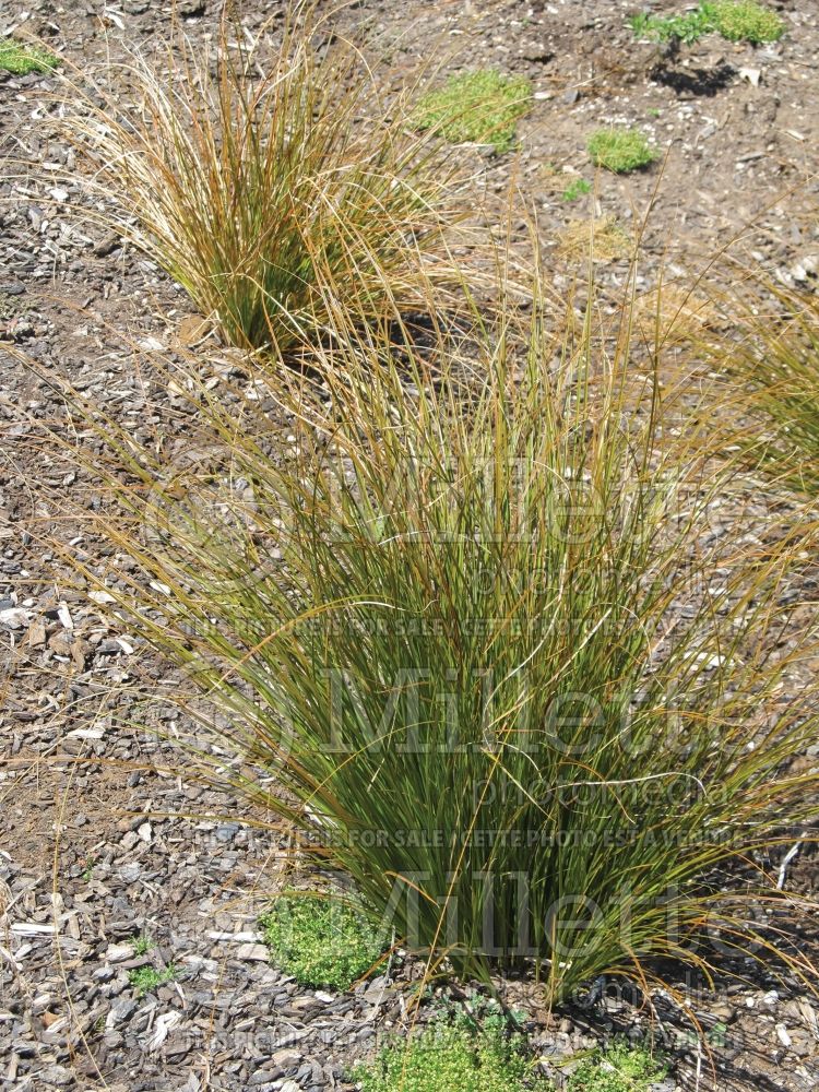 Carex Prairie Fire (Broad-leaved Sedge Ornamental Grass) 5