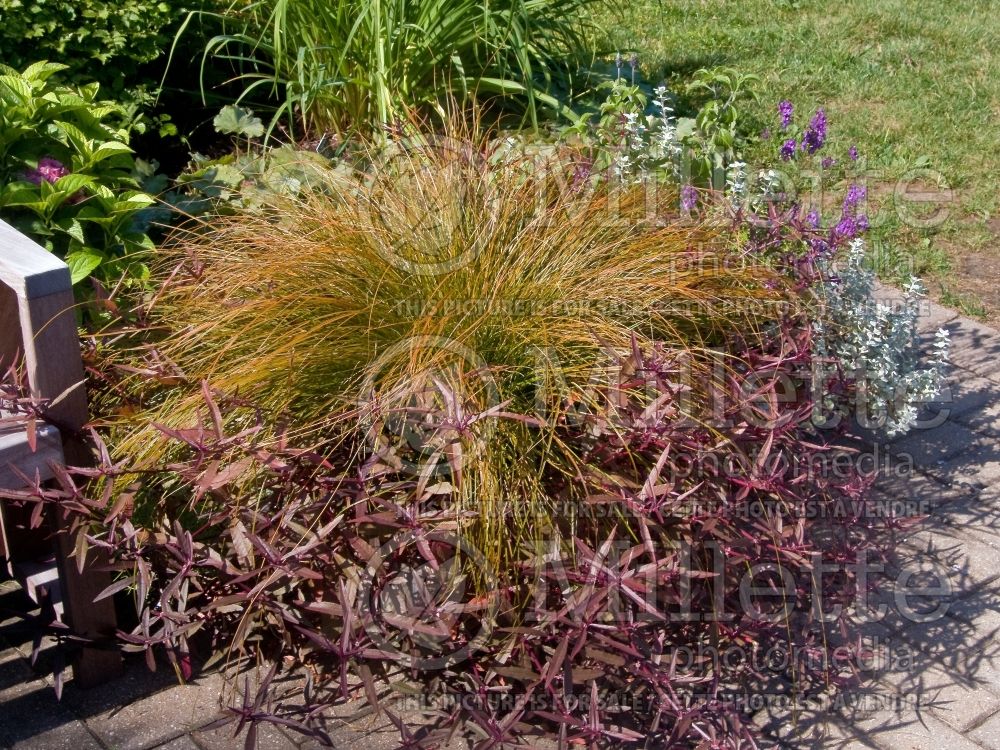 Carex testacea (New Zealand Hair Sedge Ornamental Grass) 1