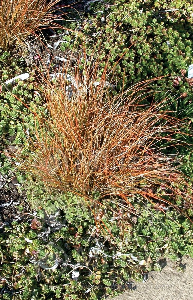 Carex testacea (New Zealand Hair Sedge Ornamental Grass) 2