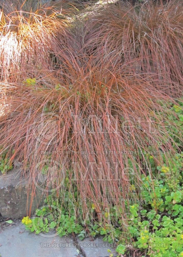 Carex testacea (New Zealand Hair Sedge Ornamental Grass) 4