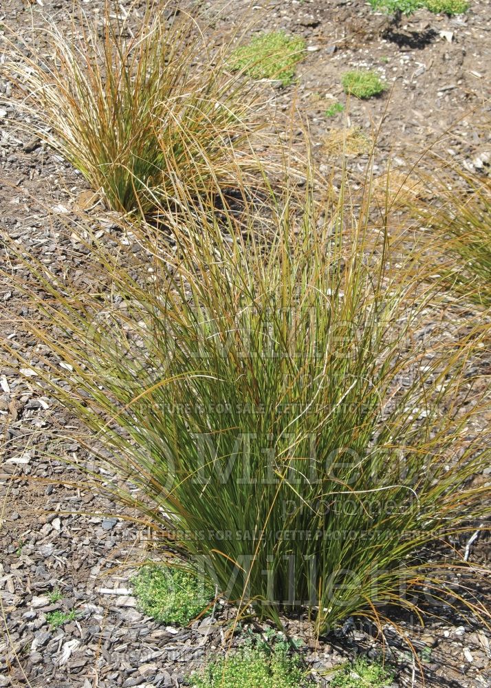 Carex testacea (New Zealand Hair Sedge Ornamental Grass) 3