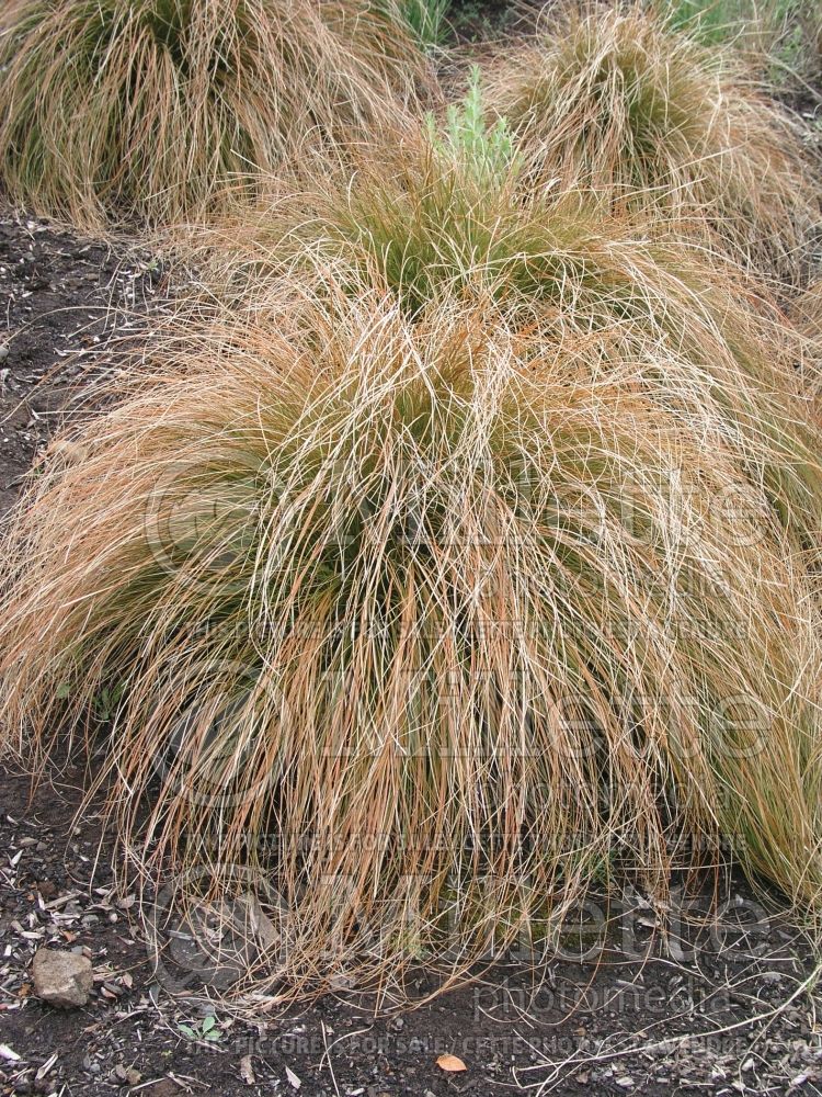 Carex testacea (New Zealand Hair Sedge Ornamental Grass) 5 