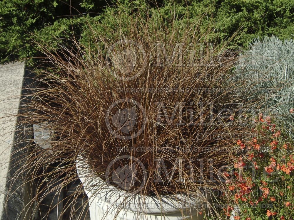 Carex Toffee Twist (Copper sedge Ornamental Grass) 3