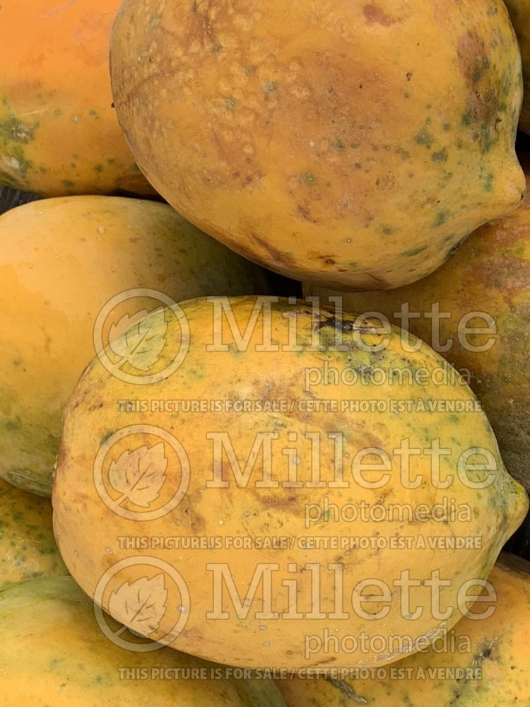 Carica papaya (dwarf papaya) 4 