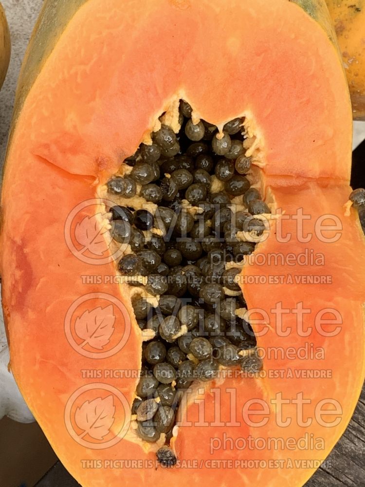 Carica papaya (dwarf papaya) 6 