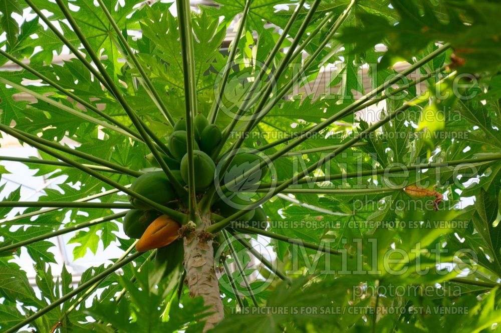 Carica papaya (dwarf papaya) 5 