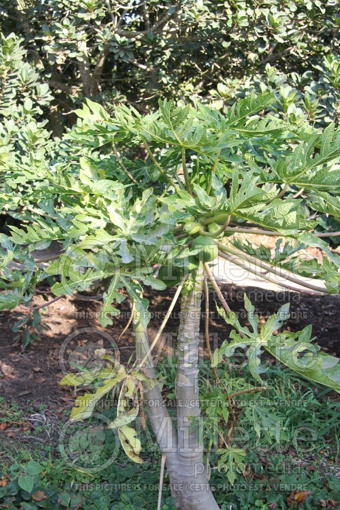 Carica papaya (dwarf papaya) 1 