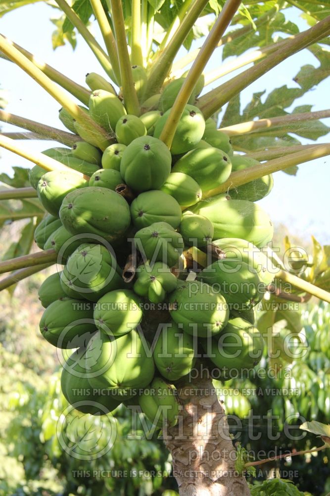 Carica papaya (dwarf papaya) 2 