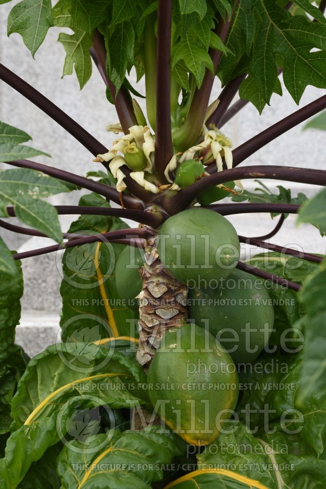 Carica Tr Hovey (dwarf papaya) 2 