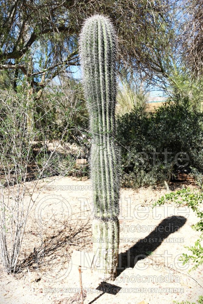 Carnegiea gigantea (Saguaro Cactus) 3 