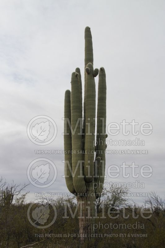 Carnegiea gigantea (Saguaro Cactus) 1 