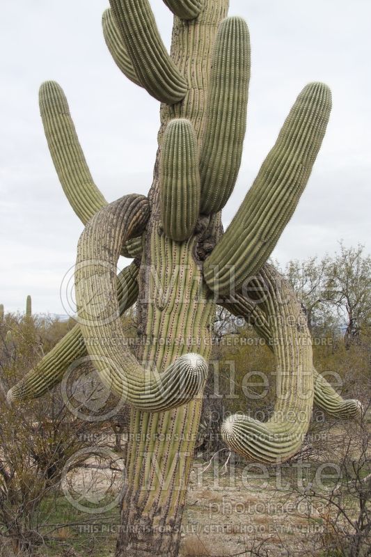 Carnegiea gigantea (Saguaro Cactus) 2 