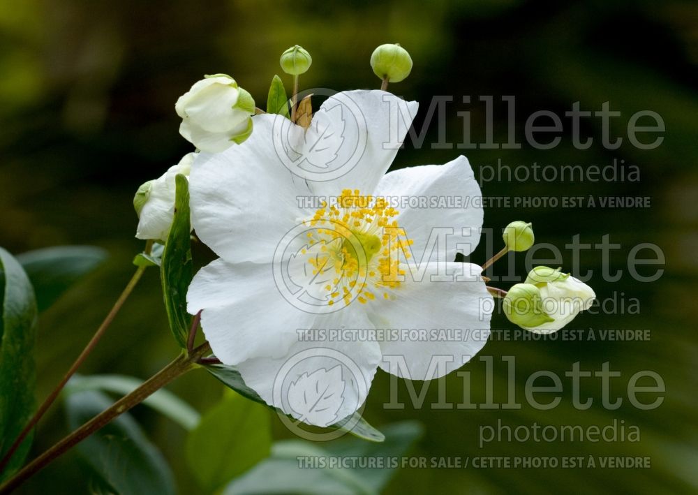 Carpenteria Elizabeth (Bush Anemone) 1 