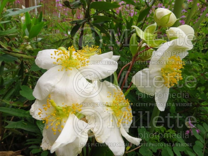 Carpenteria californica (Bush Anemone) 2