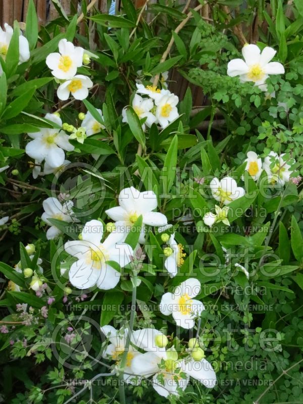 Carpenteria californica (Bush Anemone) 3