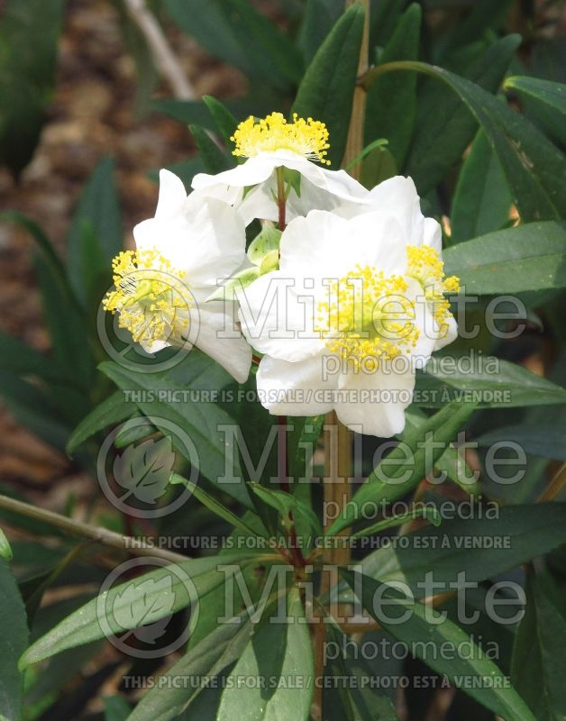 Carpenteria californica (Bush Anemone) 4