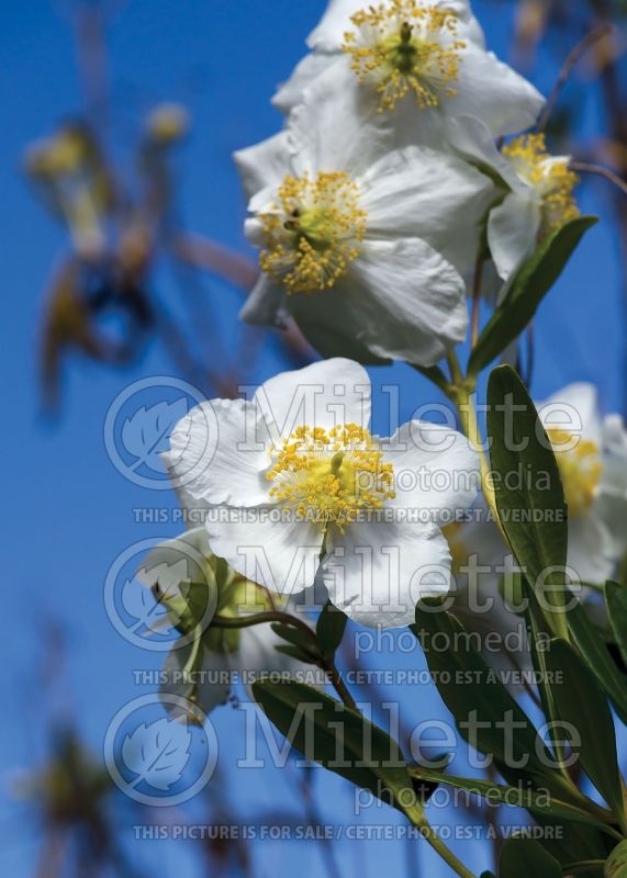 Carpenteria californica (Bush Anemone) 5