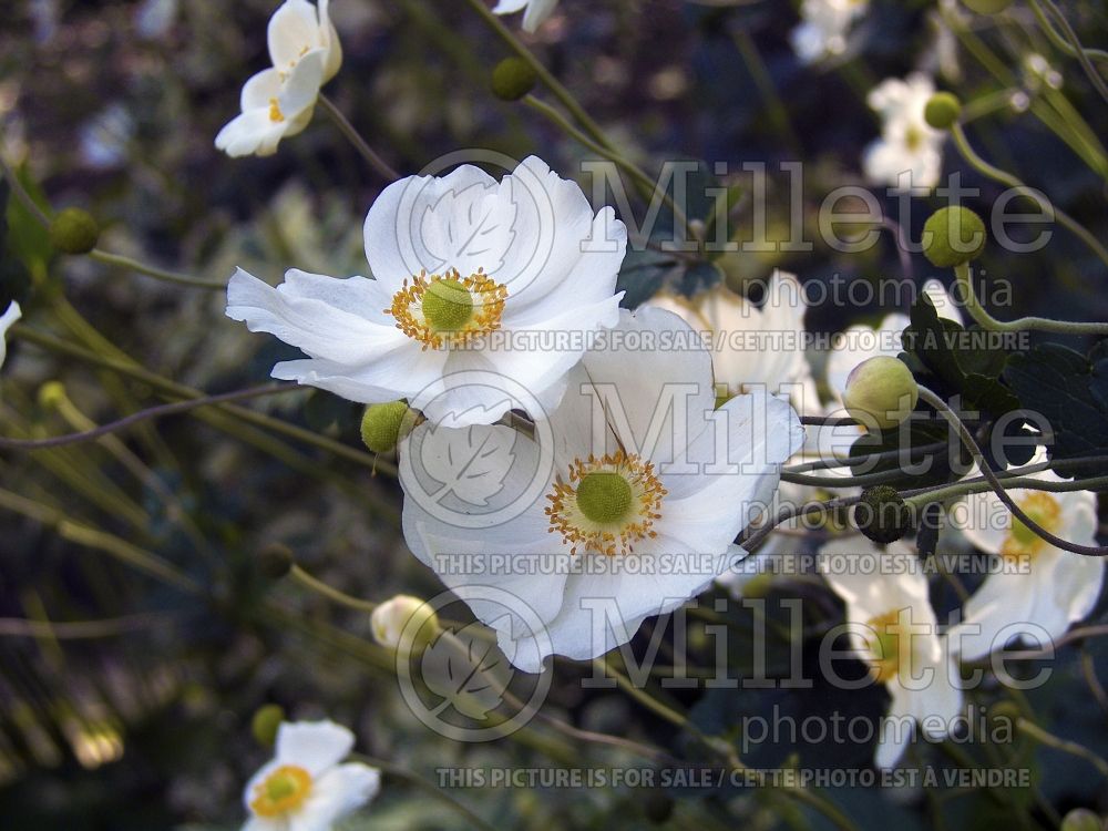 Carpenteria californica (Bush Anemone) 1