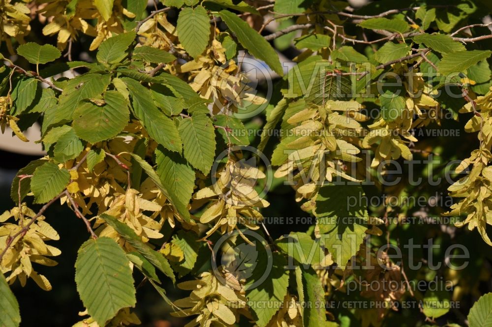 Carpinus betulus (American hornbeam) 6