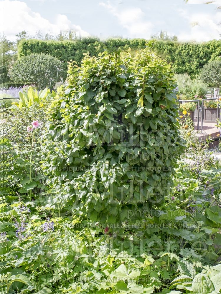 Carpinus Columnaris Nana (American hornbeam) 1