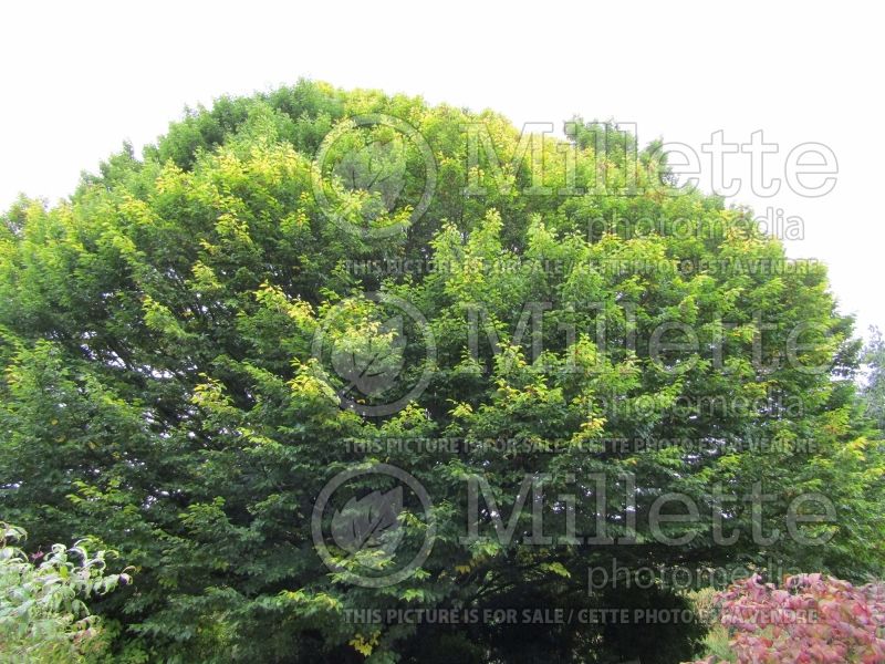 Carpinus Fastigiata (American hornbeam) 2