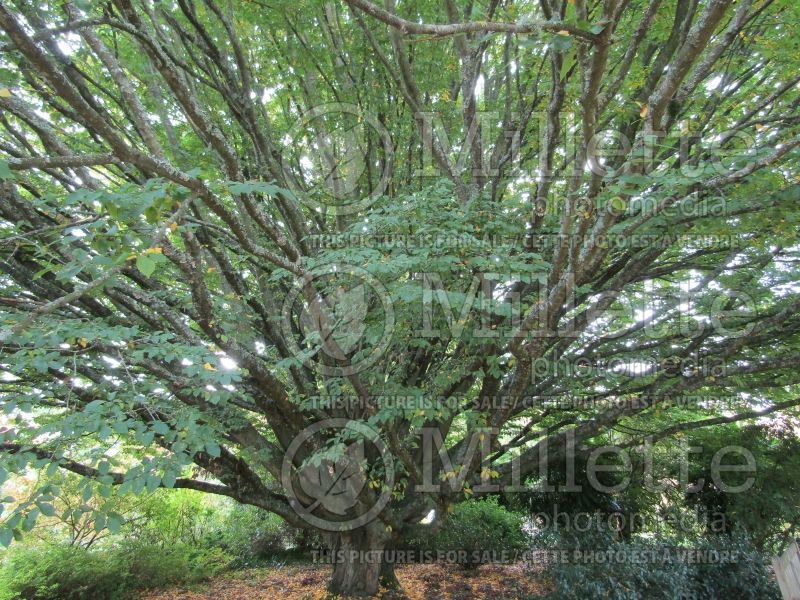 Carpinus Fastigiata (American hornbeam) 3