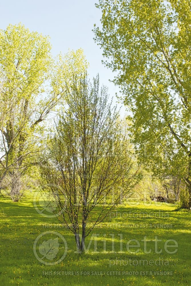 Carpinus Frans Fontaine (Hornbeam) 2 