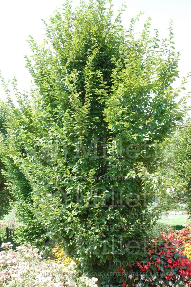 Carpinus Frans Fontaine (Hornbeam) 1 