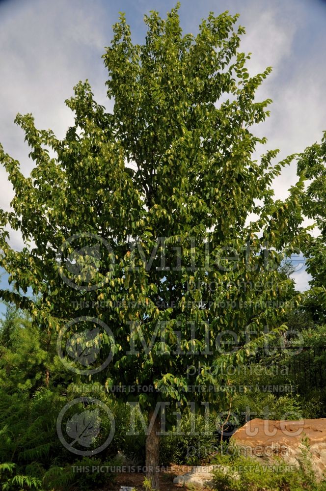 Carpinus betulus (American hornbeam) 3