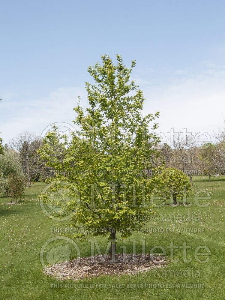 Carpinus betulus (American hornbeam) 1