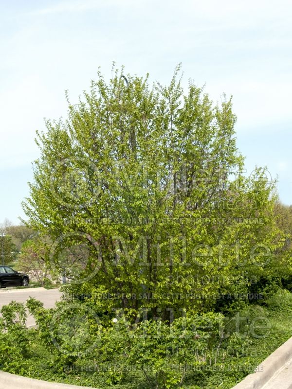 Carpinus caroliniana (American hornbeam) 4