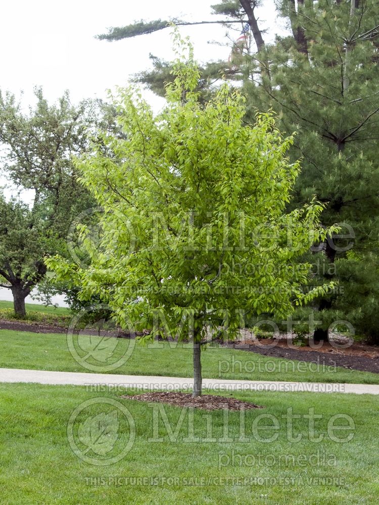 Carpinus caroliniana (American hornbeam) 5