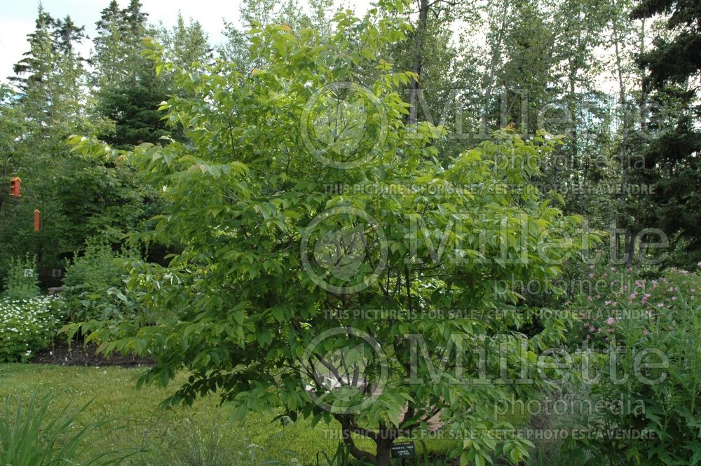 Carpinus caroliniana (American hornbeam) 1