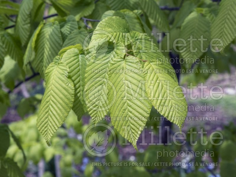 Carpinus cordata (American hornbeam) 1