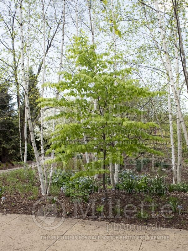 Carpinus cordata (American hornbeam) 2